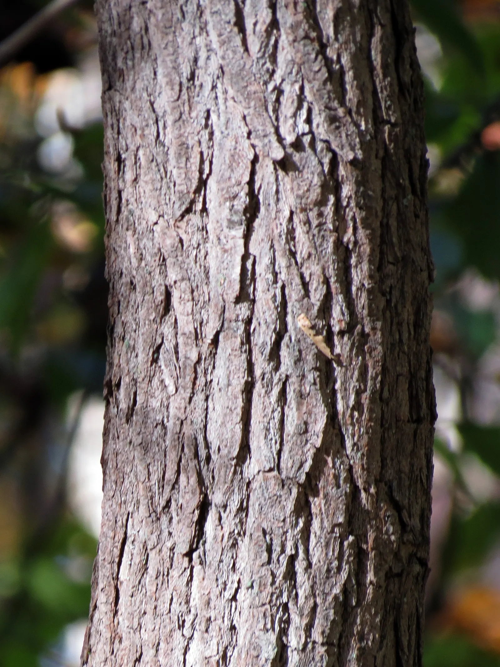 Sassafras (Sassafras Albidum) — Known for its vibrant fall foliage; sassafras is hardy in USDA Zones 4 through 9