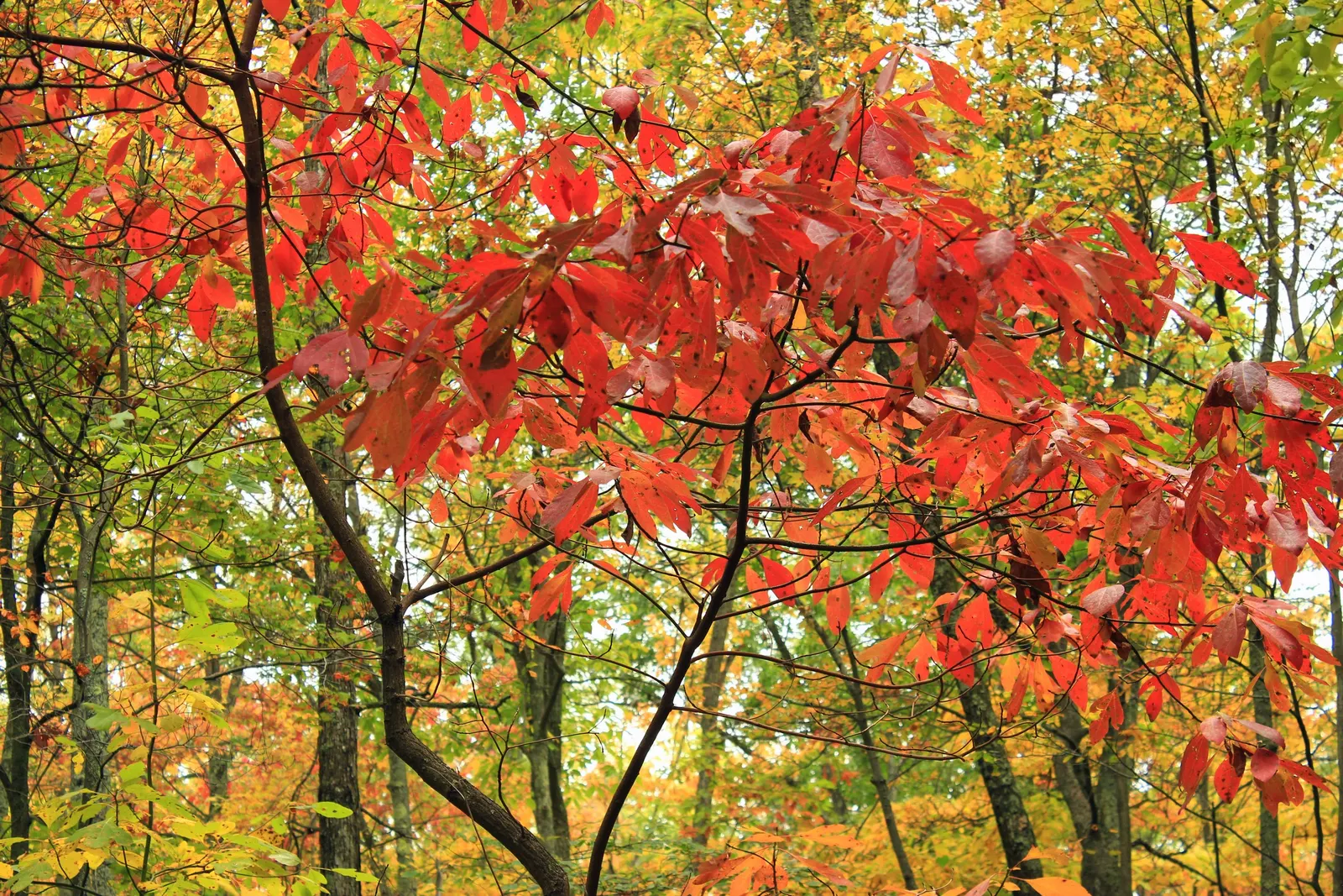 Sassafras (Sassafras Albidum) — shrub / tree for full or half