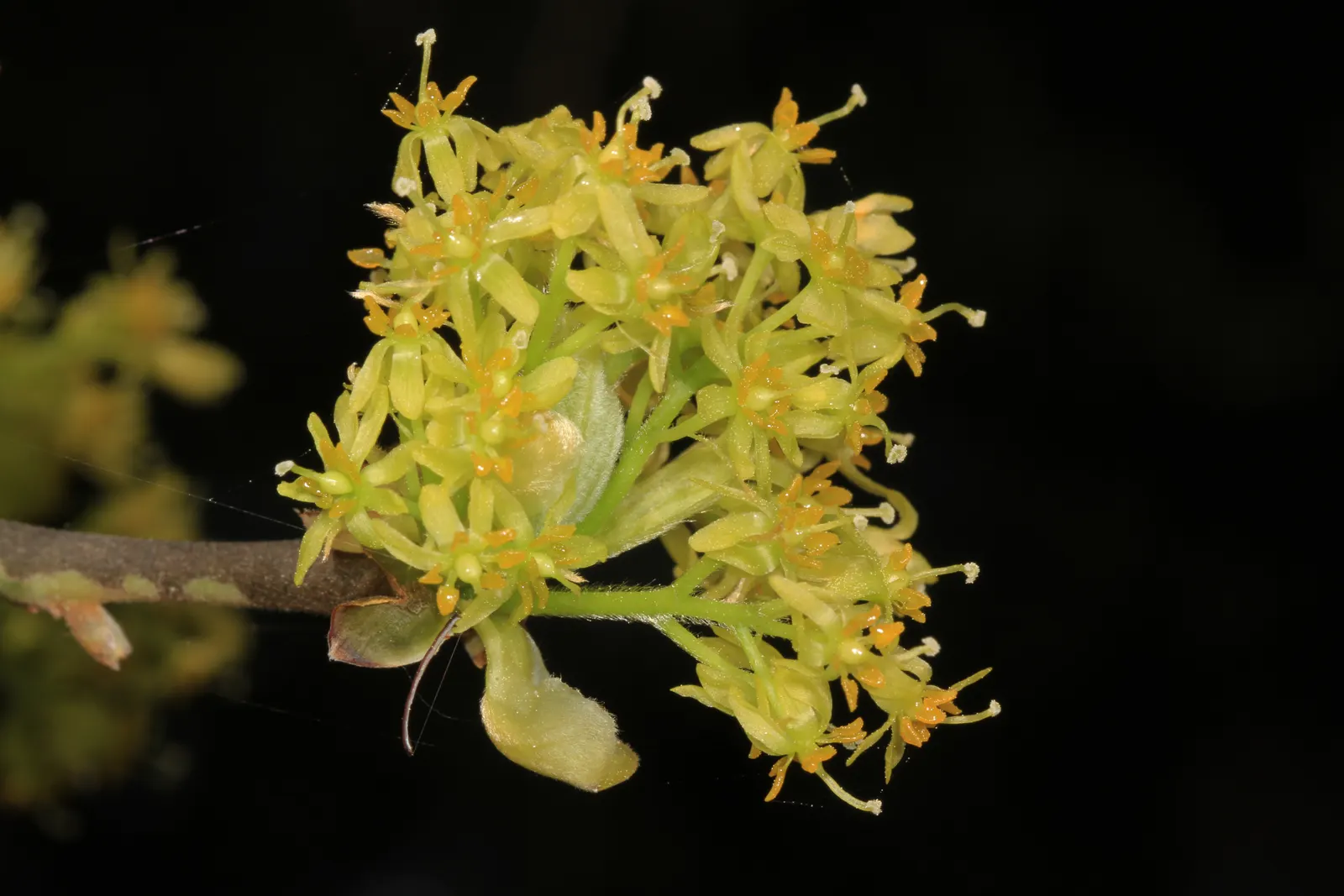 Sassafras (Sassafras Albidum) — making it suitable for a broad range of landscapes across much of the United States