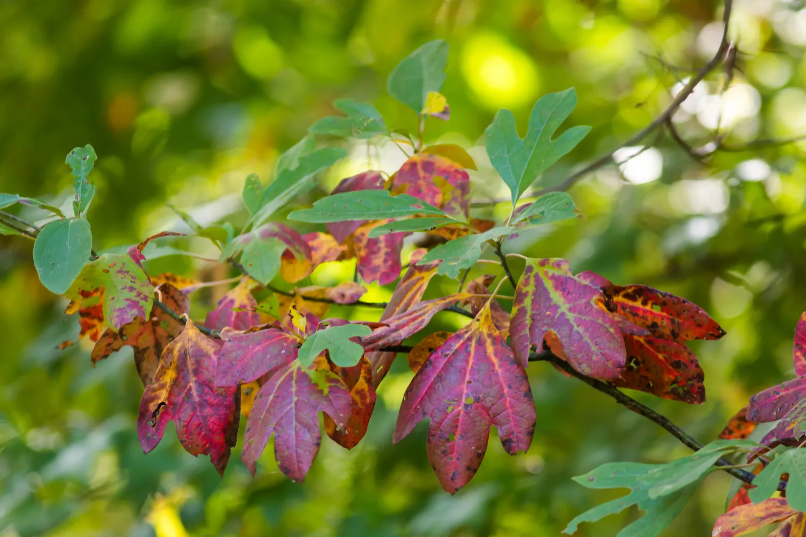 Sassafras (Sassafras Albidum) — and its leaves in cooking; and yellow-green flowers that bloom in early spring.<br><br>When incorporating Sassafras into a