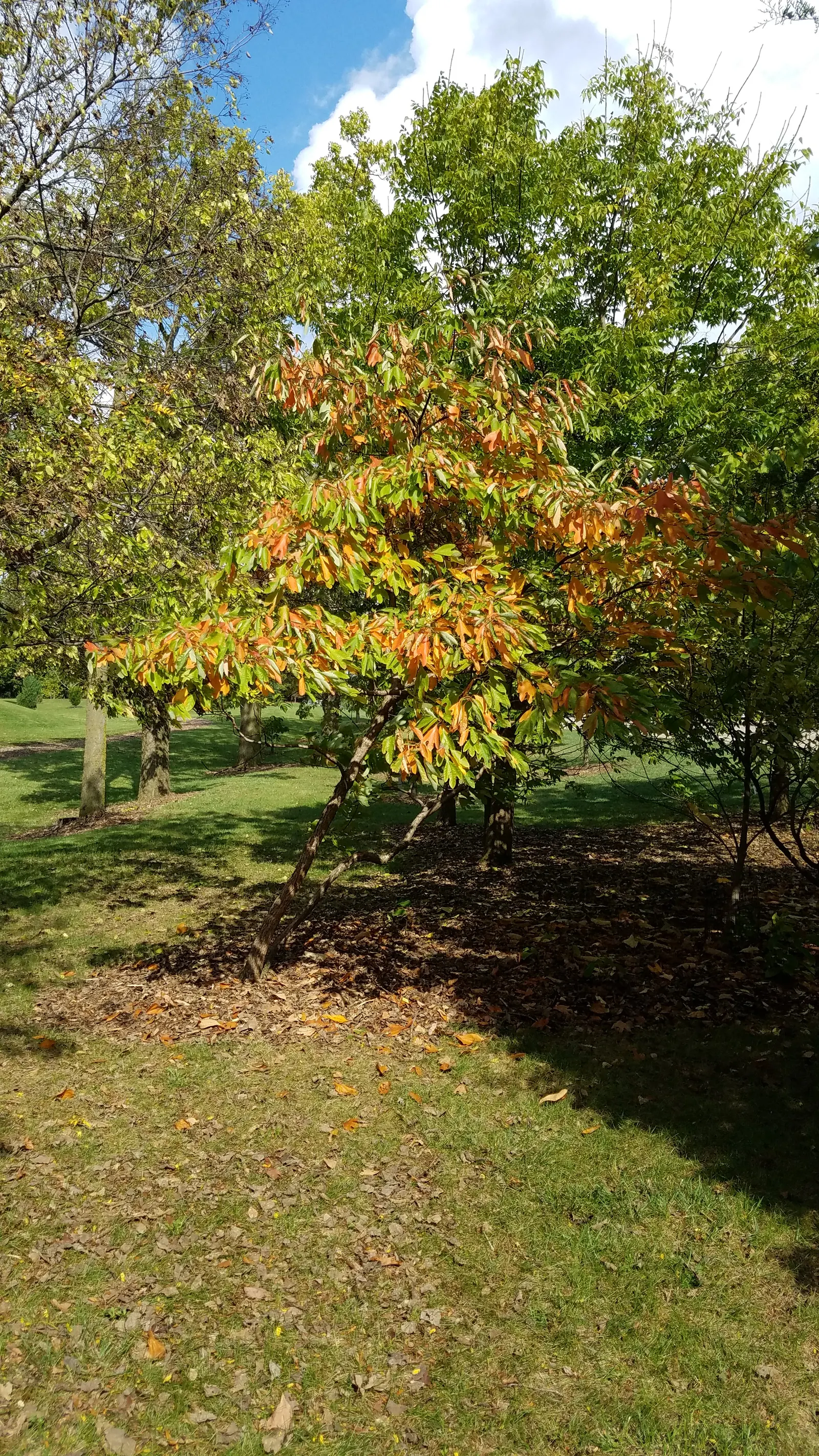 Sassafras (Sassafras Albidum) — Known for its vibrant fall foliage; sassafras is hardy in USDA Zones 4 through 9, image 62
