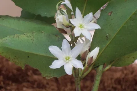 Sassafras (Sassafras Albidum) — It is also important to note that the tree has been used traditionally for its root bark in flavoring drinks