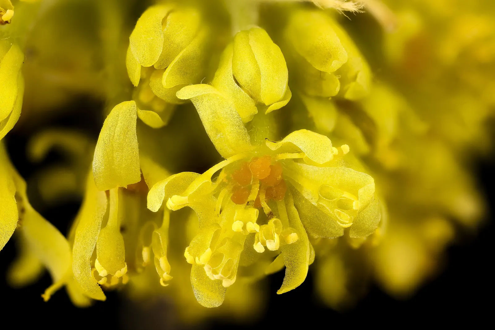 Sassafras (Sassafras Albidum) — Sassafras is hardy in USDA Zones 4 through 9