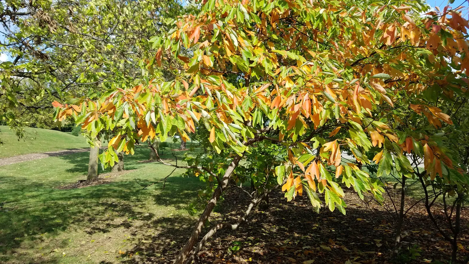 Sassafras (Sassafras Albidum) — making it suitable for a broad range of landscapes across much of the United States; preferring full sun to partial shade and