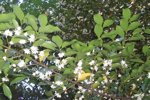 Sassafras (Sassafras Albidum) — and adapts well to a variety of soil types; and its leaves in cooking