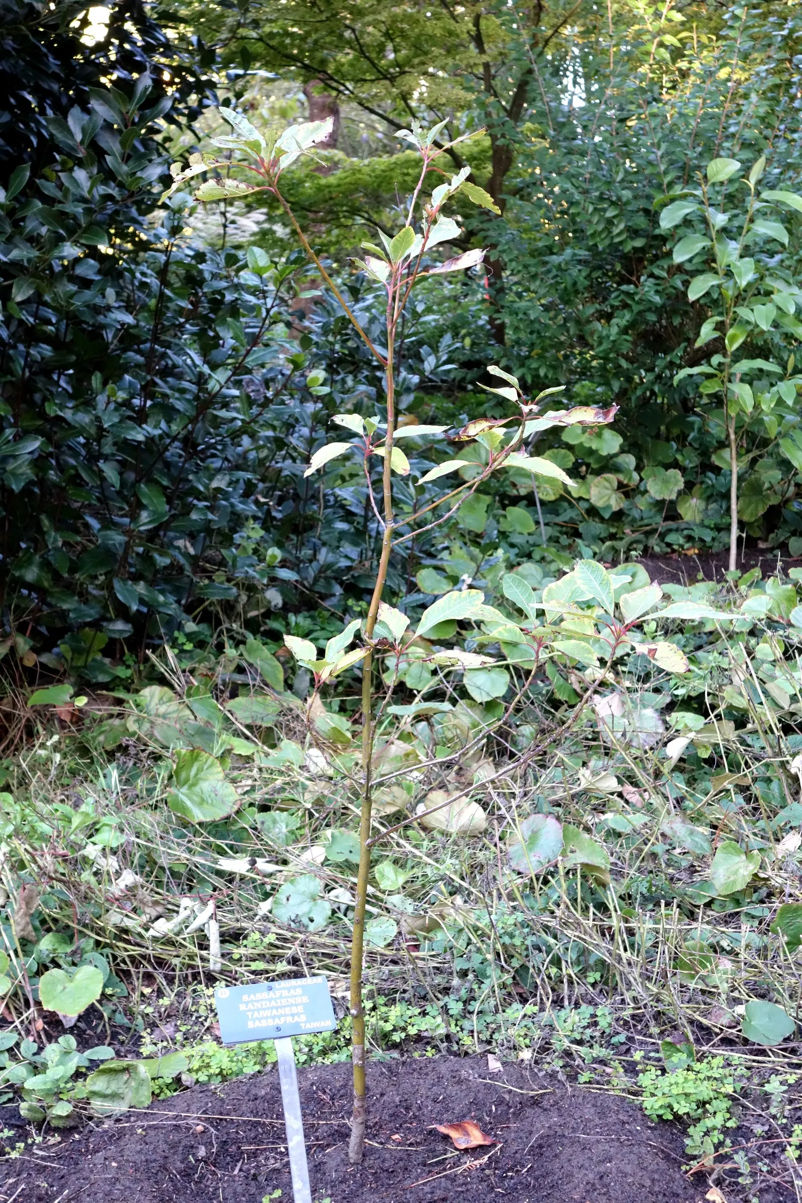 Sassafras (Sassafras Albidum) — adding winter interest.<br><br>In the landscape design; and adapts well to a variety of soil types