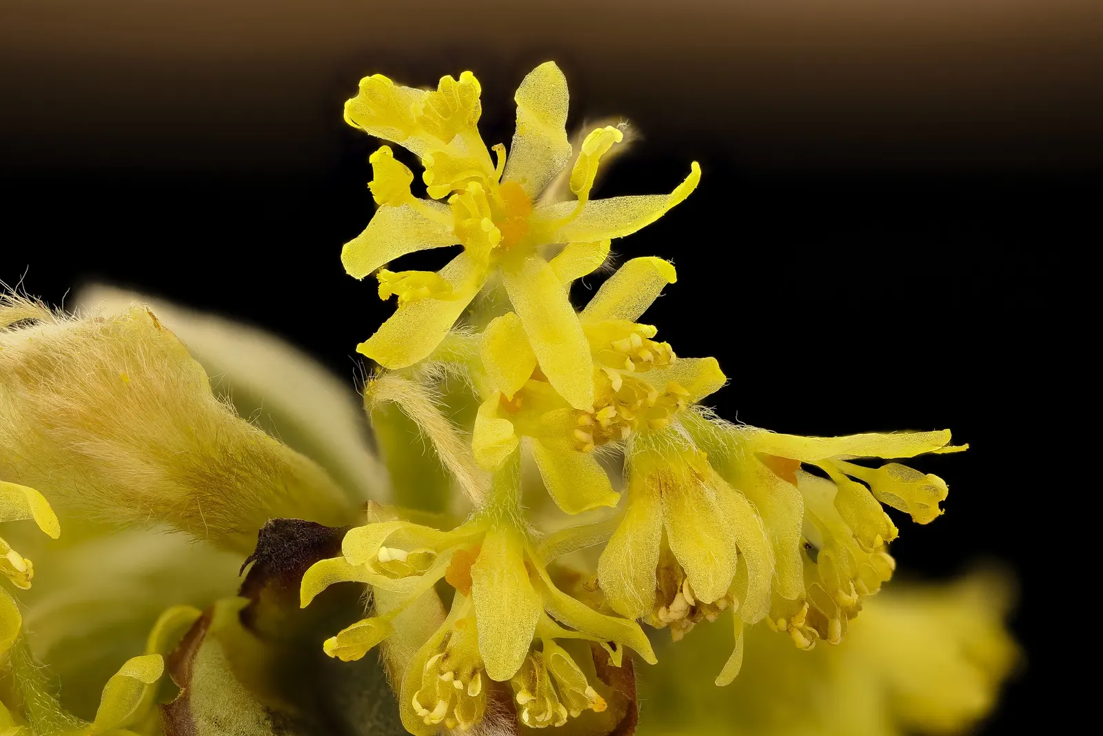 Sassafras (Sassafras Albidum) — acidic soils.<br><br>One of the Sassafras's most notable characteristics is its tri-lobed; it can reach heights up to 60 feet