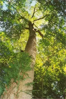 Sassafras (Sassafras Albidum) — approximately 1 to 2 feet per year; its modest size makes it appropriate for residential spaces, image 65