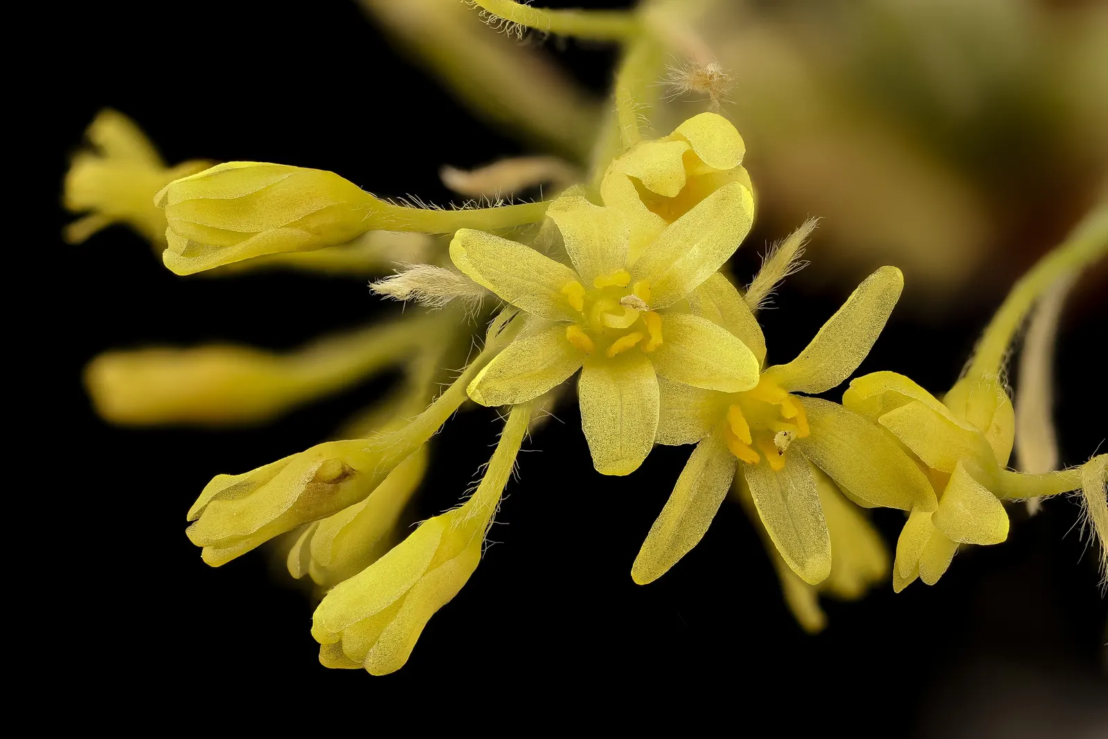 Sassafras (Sassafras Albidum) — be informed that it does spread by suckers; shrub / tree with yellow blooms