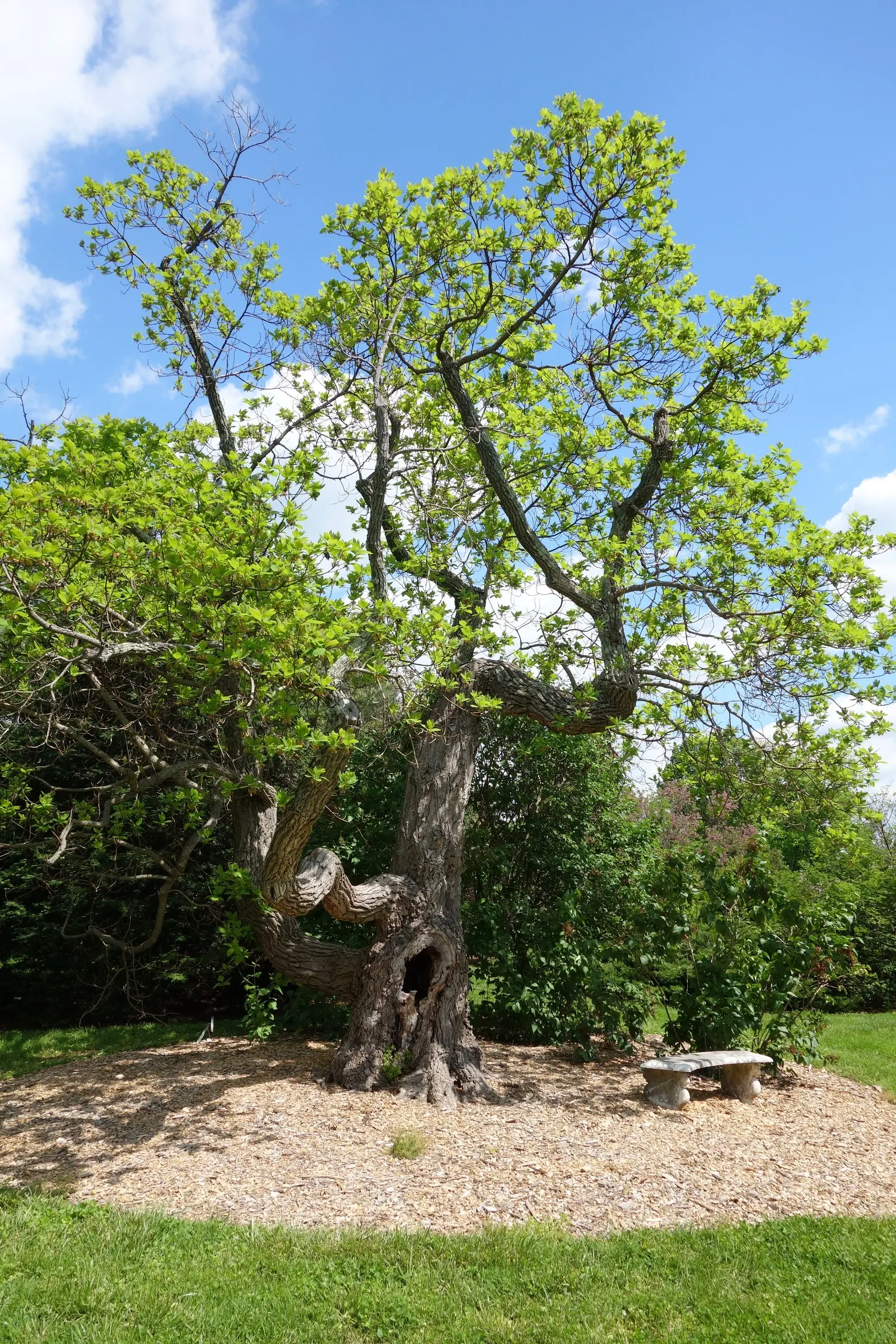 Sassafras (Sassafras Albidum) — and yellow-green flowers that bloom in early spring.<br><br>When incorporating Sassafras into a garden layout; be informed that
