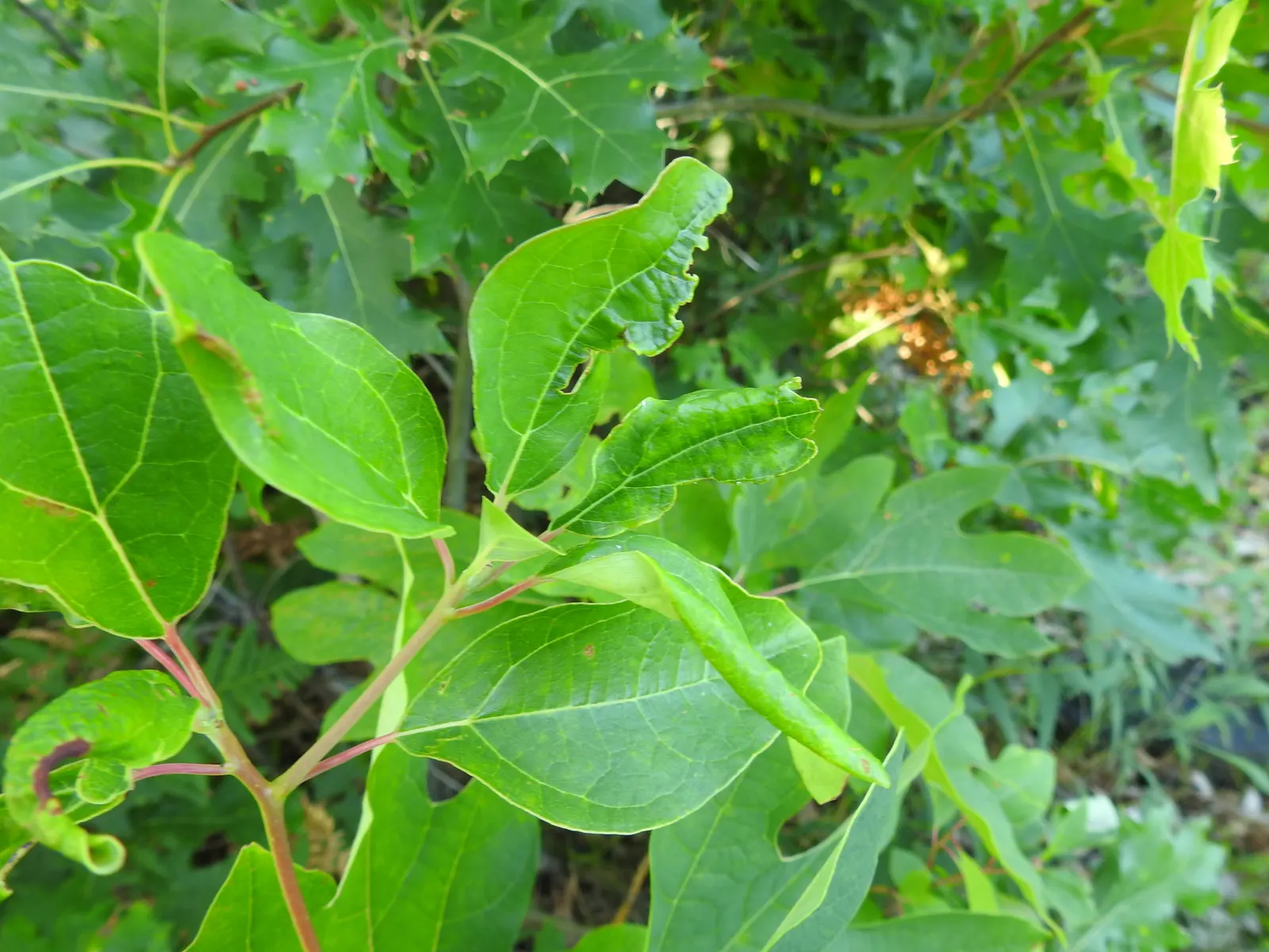 Sassafras (Sassafras Albidum) — Sassafras is hardy in USDA Zones 4 through 9; yellow flowers in the garden