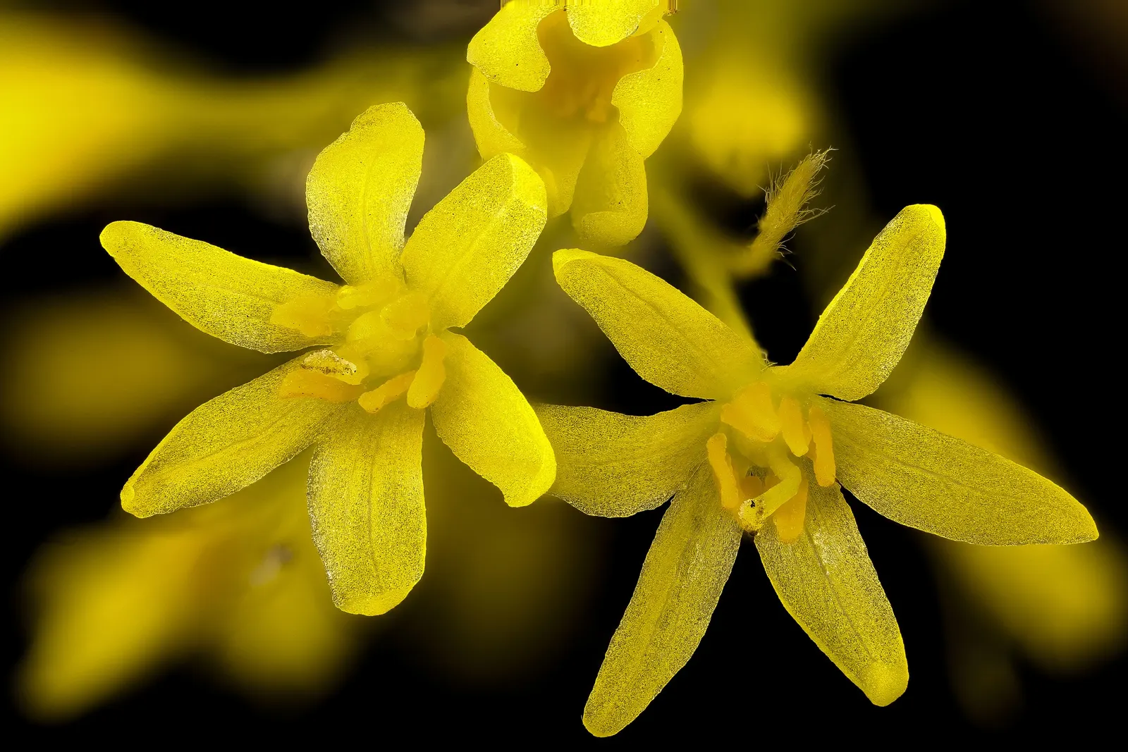 Sassafras (Sassafras Albidum) — commonly referred to as Sassafras; known for its vibrant fall foliage
