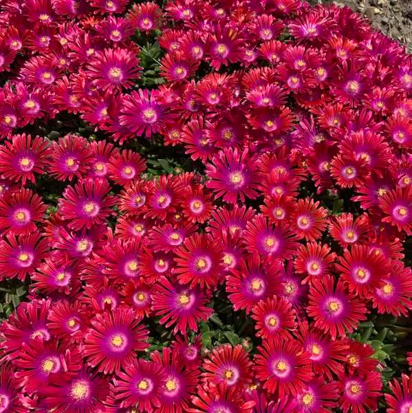 Granita® Raspberry (Delosperma floribundum) — This hardy succulent forms a dense