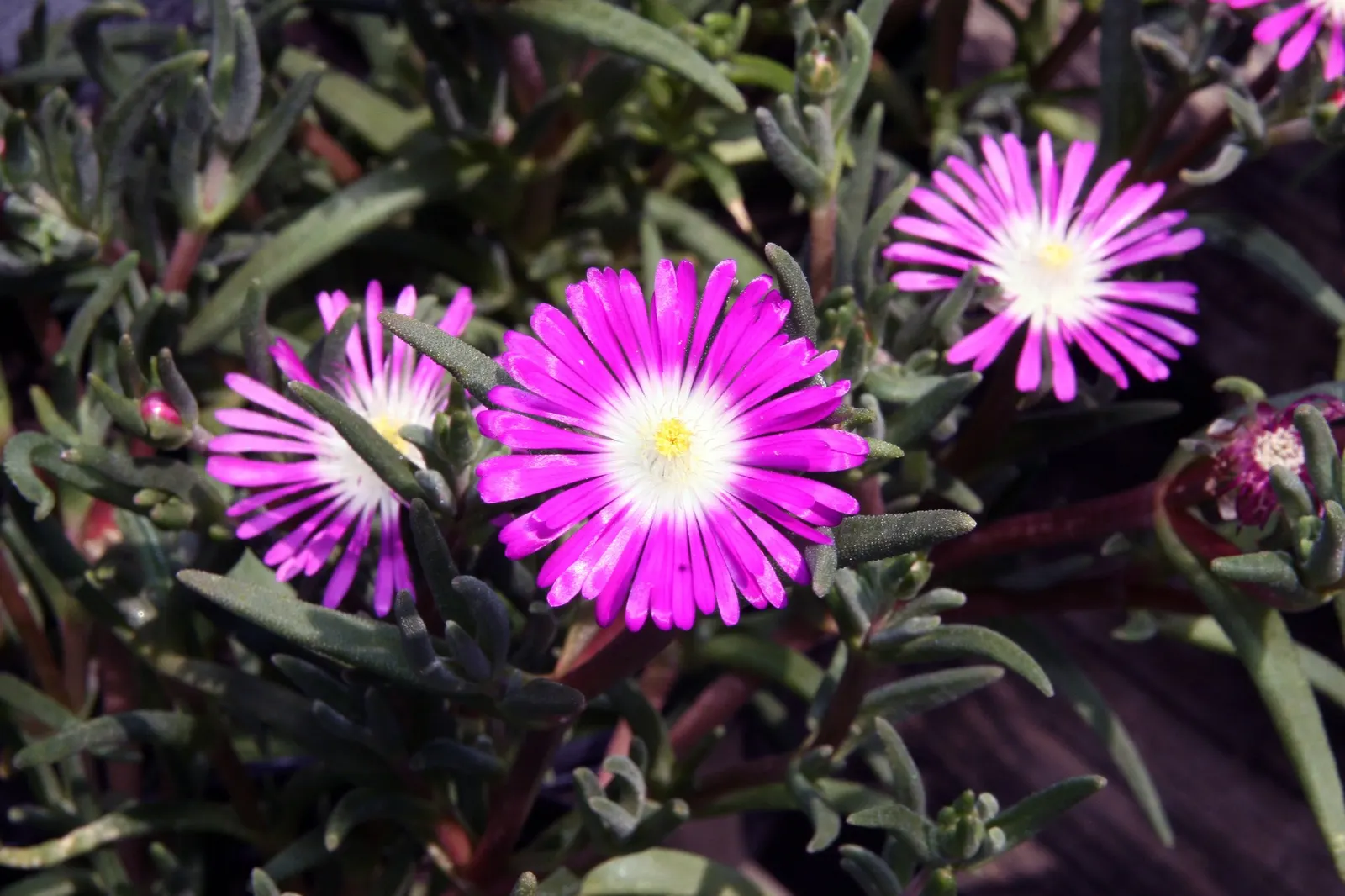 Granita® Raspberry (Delosperma floribundum) — fast-spreading mat up to 2 inches tall and 18 inches wide