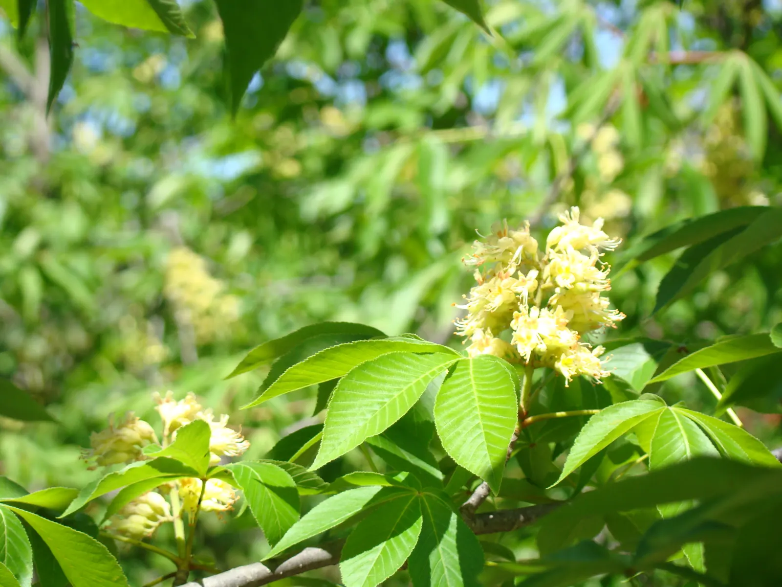 Autumn Splendor Buckeye (Aesculus X Arnoldiana 'Autumn Splendor') — Maturing to an approximate height of 20-35 feet with a similar spread