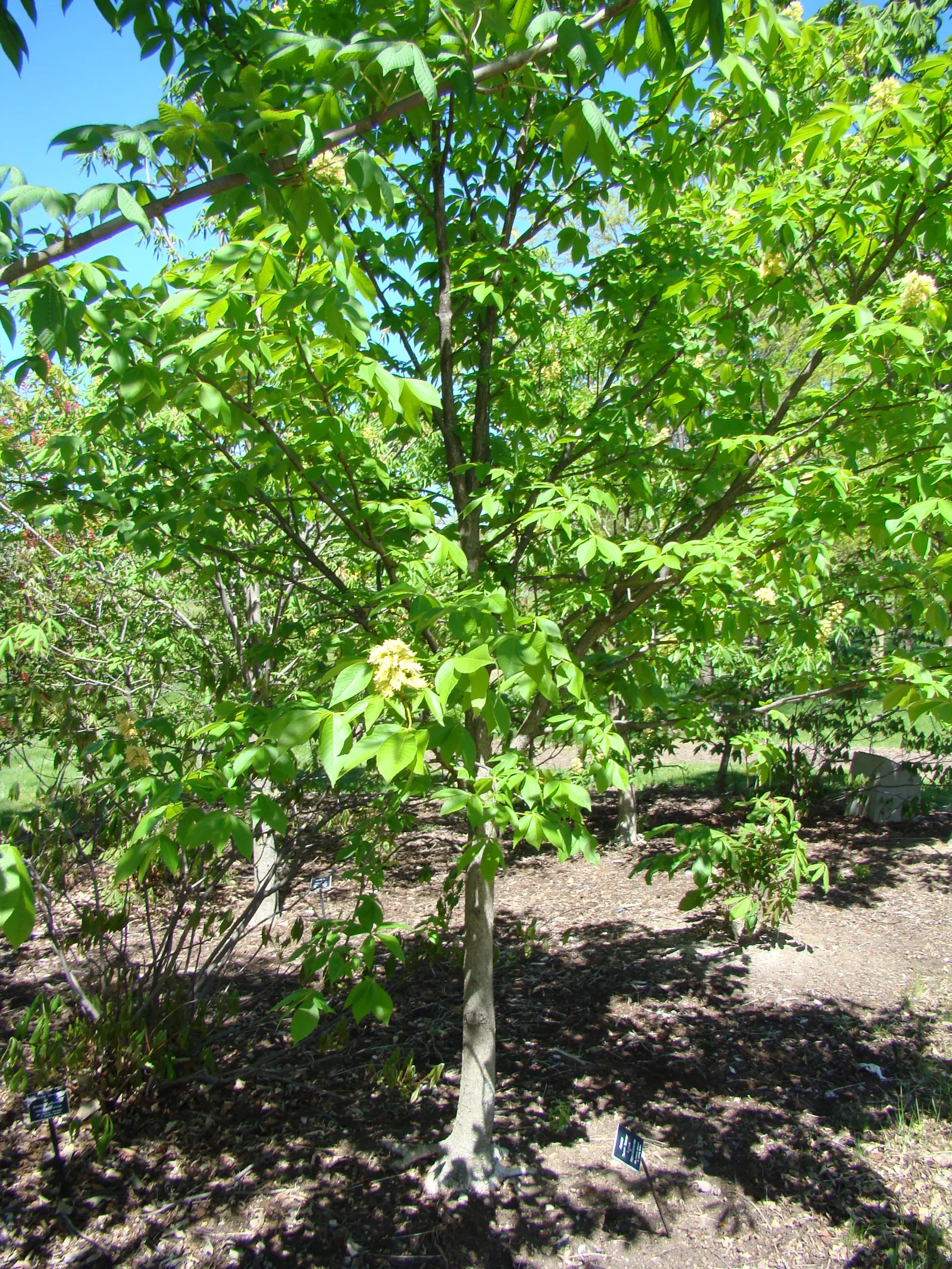 Autumn Splendor Buckeye (Aesculus X Arnoldiana 'Autumn Splendor') — this hybrid combines the strength of its parent species