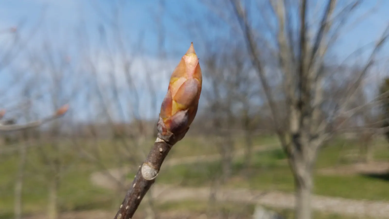 Autumn Splendor Buckeye (Aesculus X Arnoldiana 'Autumn Splendor') — Its standout feature is the remarkable fall coloration