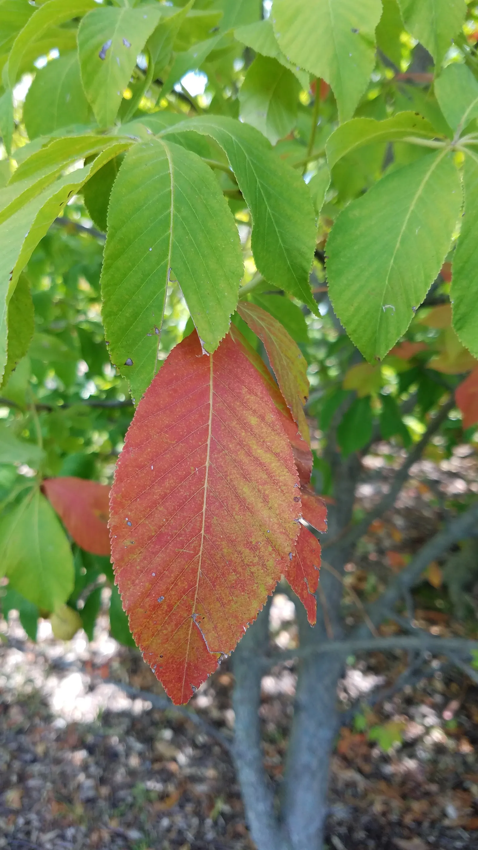 Autumn Splendor Buckeye (Aesculus X Arnoldiana 'Autumn Splendor') — delivering sturdy growth and adaptability to various soil types