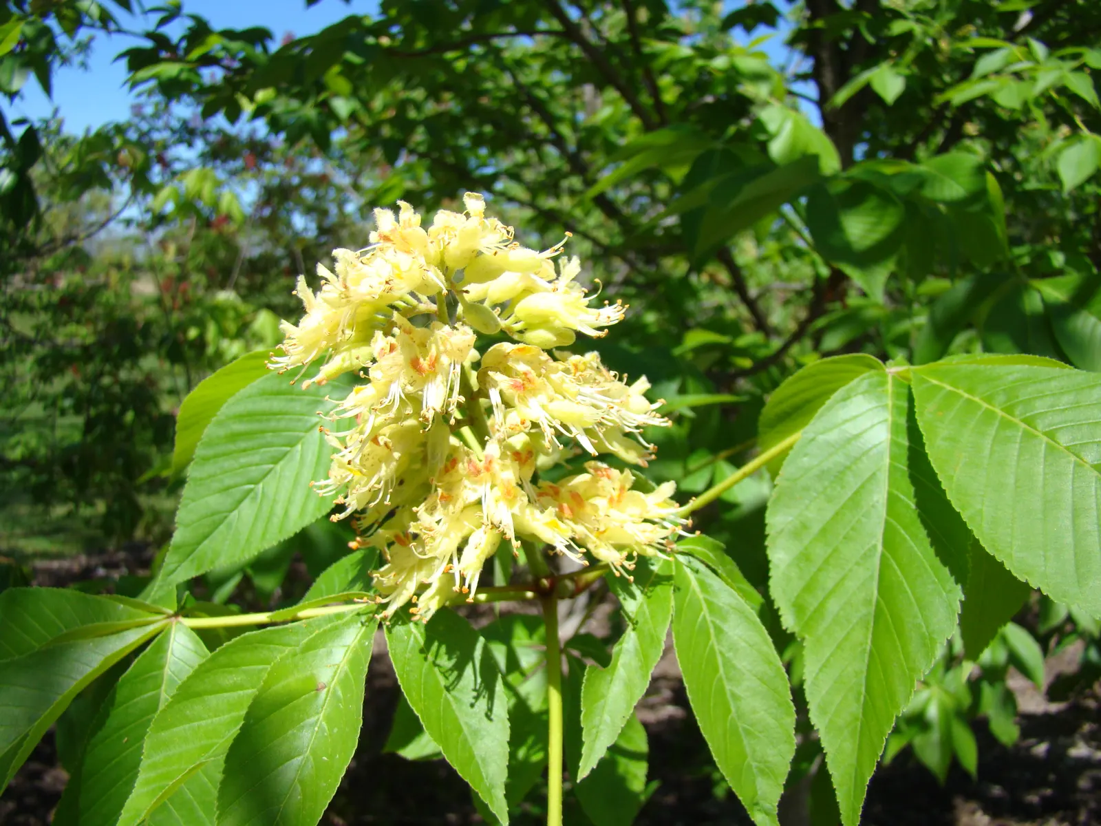 Autumn Splendor Buckeye (Aesculus X Arnoldiana 'Autumn Splendor') — is a highly prized small to medium-sized deciduous tree with a broad