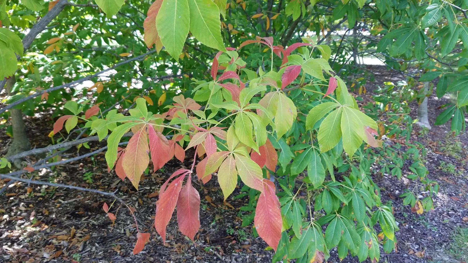 Autumn Splendor Buckeye (Aesculus X Arnoldiana 'Autumn Splendor') — scientifically named Aesculus x arnoldiana 'Autumn Splendor'