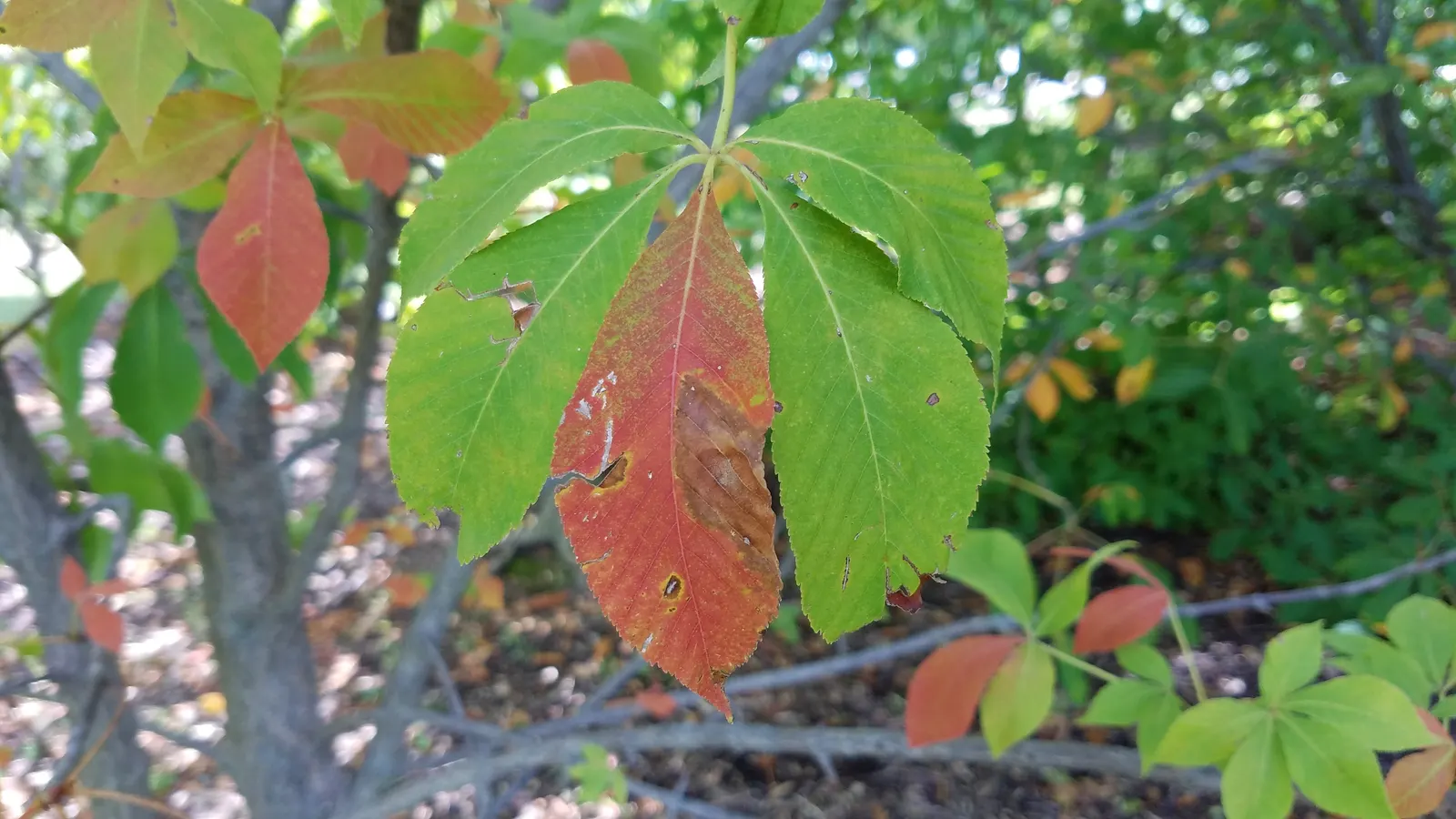 Autumn Splendor Buckeye (Aesculus X Arnoldiana 'Autumn Splendor') — Typically reaching 20-35 feet tall with an equal spread, it thrives in USDA zones 4-7