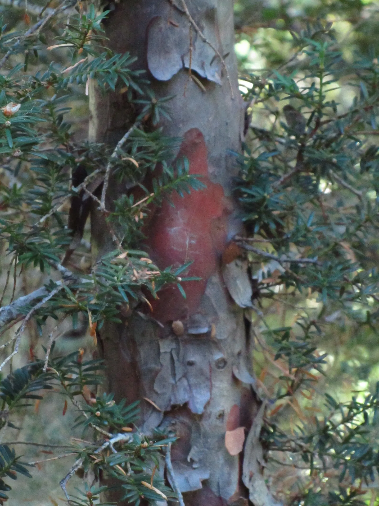 Pacific Yew (Taxus Brevifolia) — Prefers moist, well-drained soil with partial to full shade; tree for full or half or shade