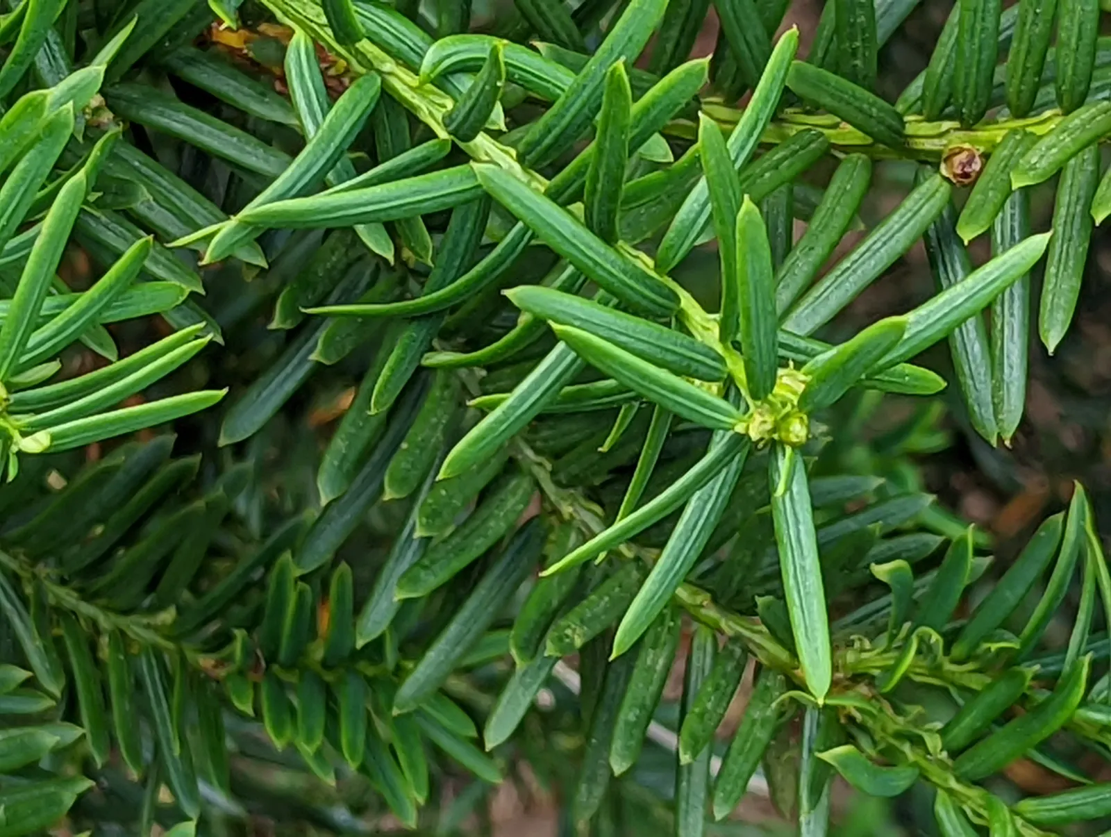 Pacific Yew (Taxus Brevifolia) — making it versatile for landscape design