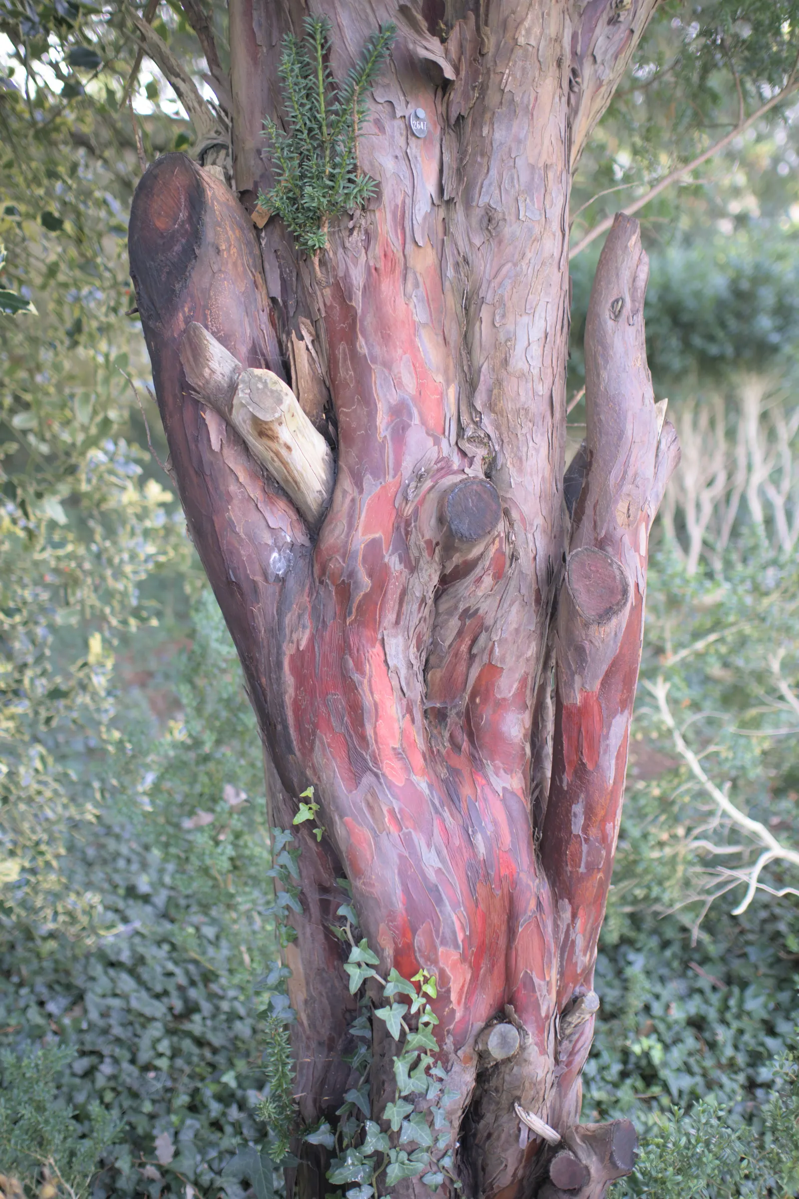 Pacific Yew (Taxus Brevifolia) — It sports dark green needles and bears red, berry-like fruits