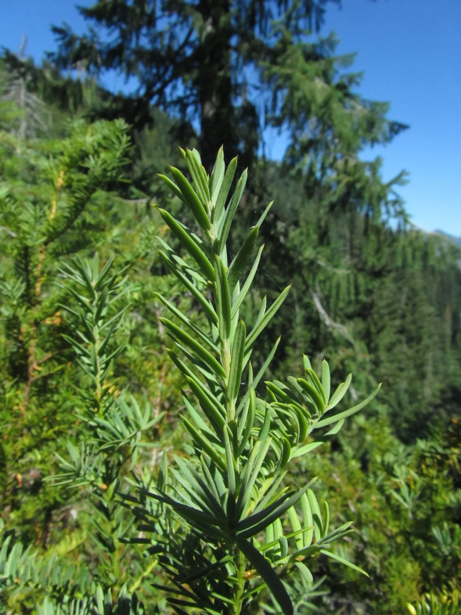 Pacific Yew (Taxus Brevifolia) — low-maintenance plants that provide year-round beauty and habitat benefits