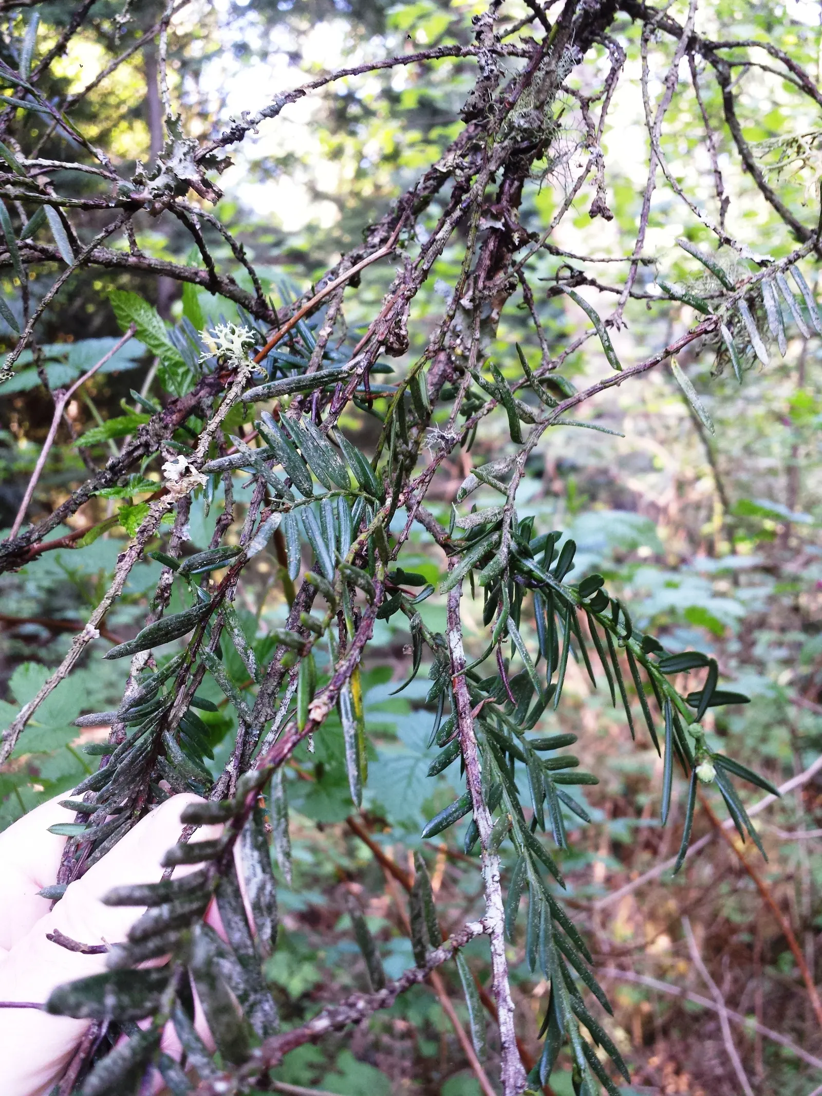 Pacific Yew (Taxus Brevifolia) — are toxic if ingested.<br><br>With its resilience and modest size