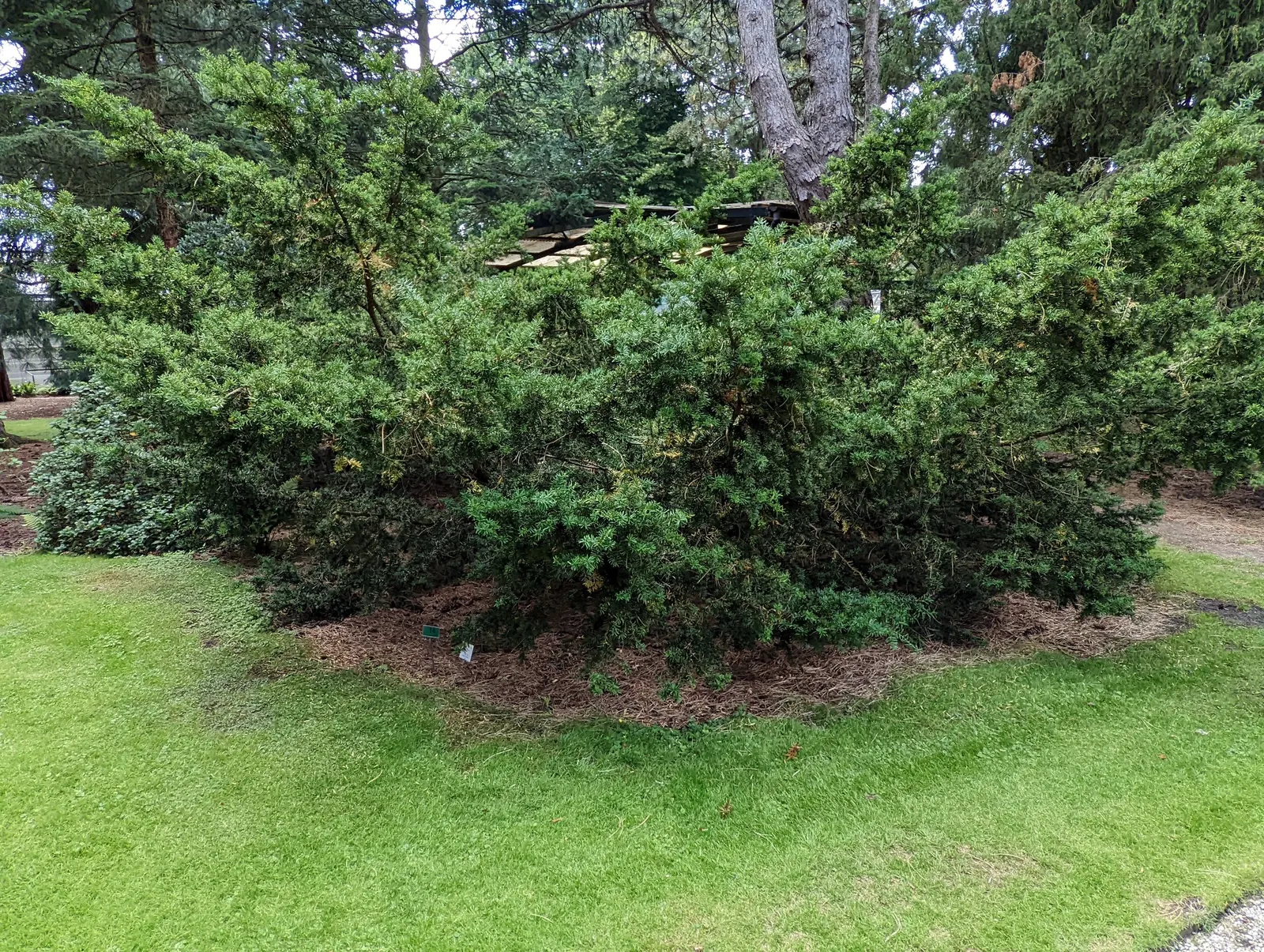 Pacific Yew (Taxus Brevifolia) — The Pacific Yew (Taxus brevifolia) is an evergreen with a narrow