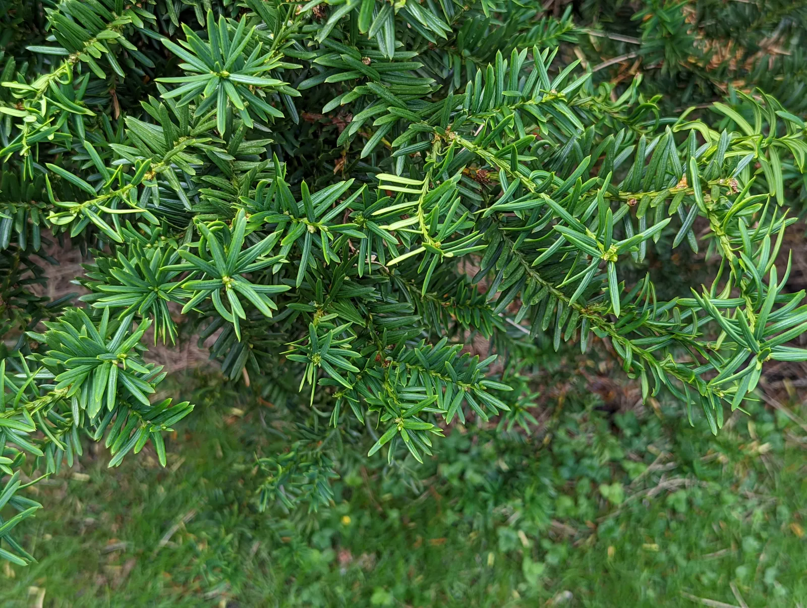 Pacific Yew (Taxus Brevifolia) — particularly in the winter months