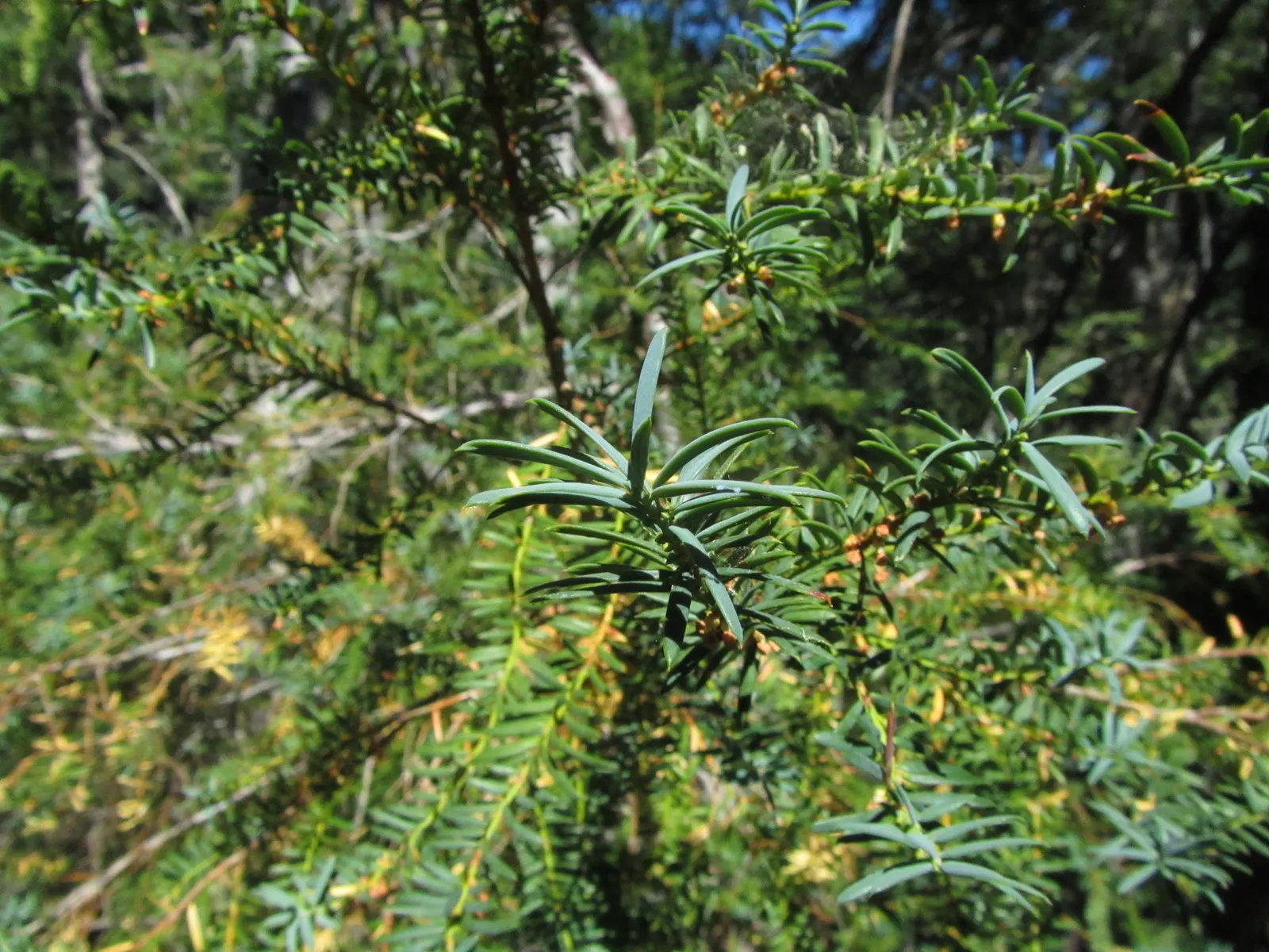 Pacific Yew (Taxus Brevifolia) — reaching up to 50 feet tall and spreading 20 feet wide; needle-like leaves that are about 1 inch long