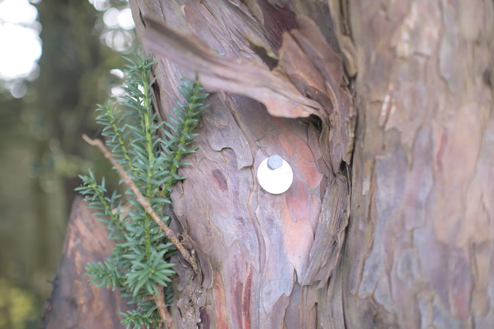 Pacific Yew (Taxus Brevifolia) — is an evergreen conifer native to the Pacific Northwest