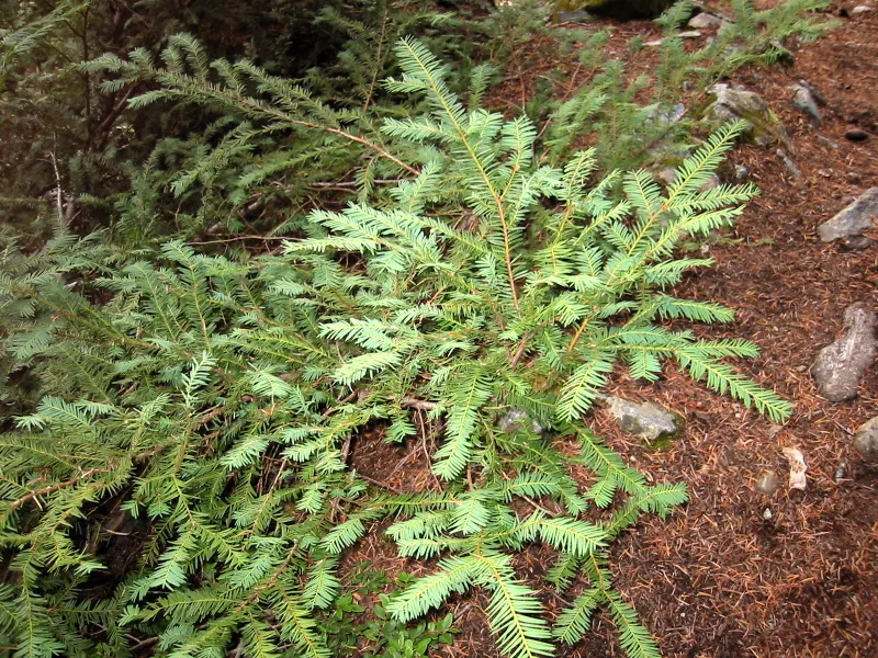 Pacific Yew (Taxus Brevifolia) — providing year-round visual interest.<br><br>Notably