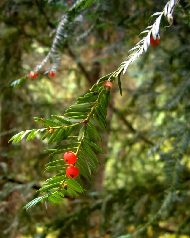 Pacific Yew (Taxus Brevifolia) — Ideal for shaded landscape designs