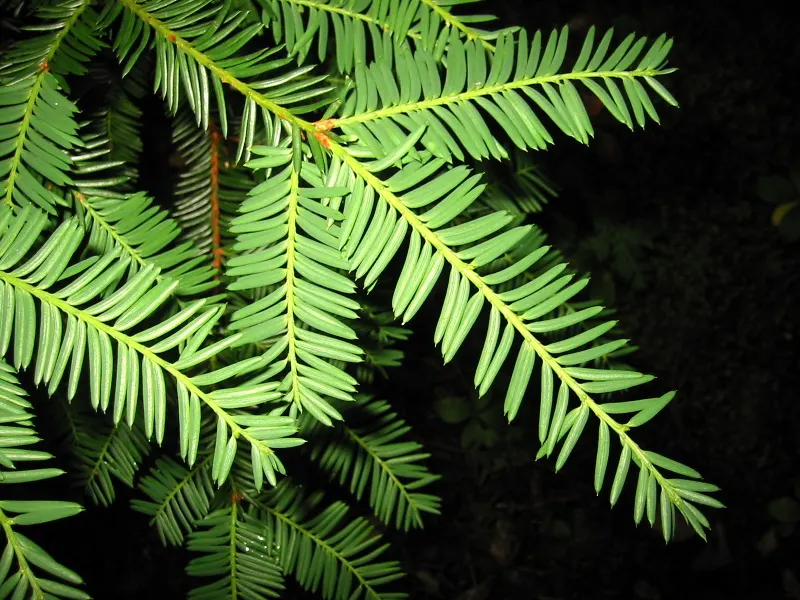 Pacific Yew (Taxus Brevifolia) — horizontally spreading branches are cloaked in dark green