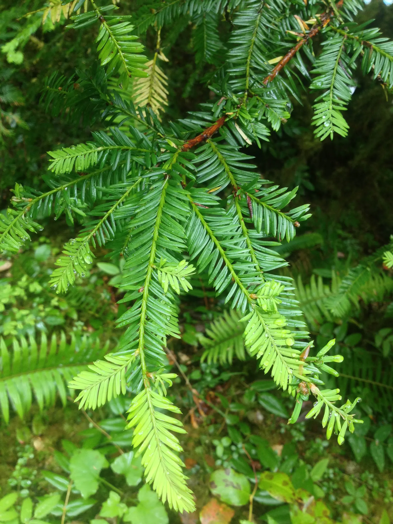 Pacific Yew (Taxus Brevifolia) — The female trees produce striking