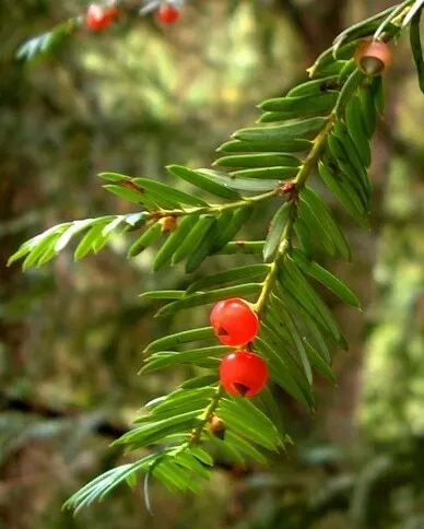 Pacific Yew (Taxus Brevifolia) — This slow-growing tree can achieve a height of 25 to 45 feet and a spread of 10 to 20 feet at maturity