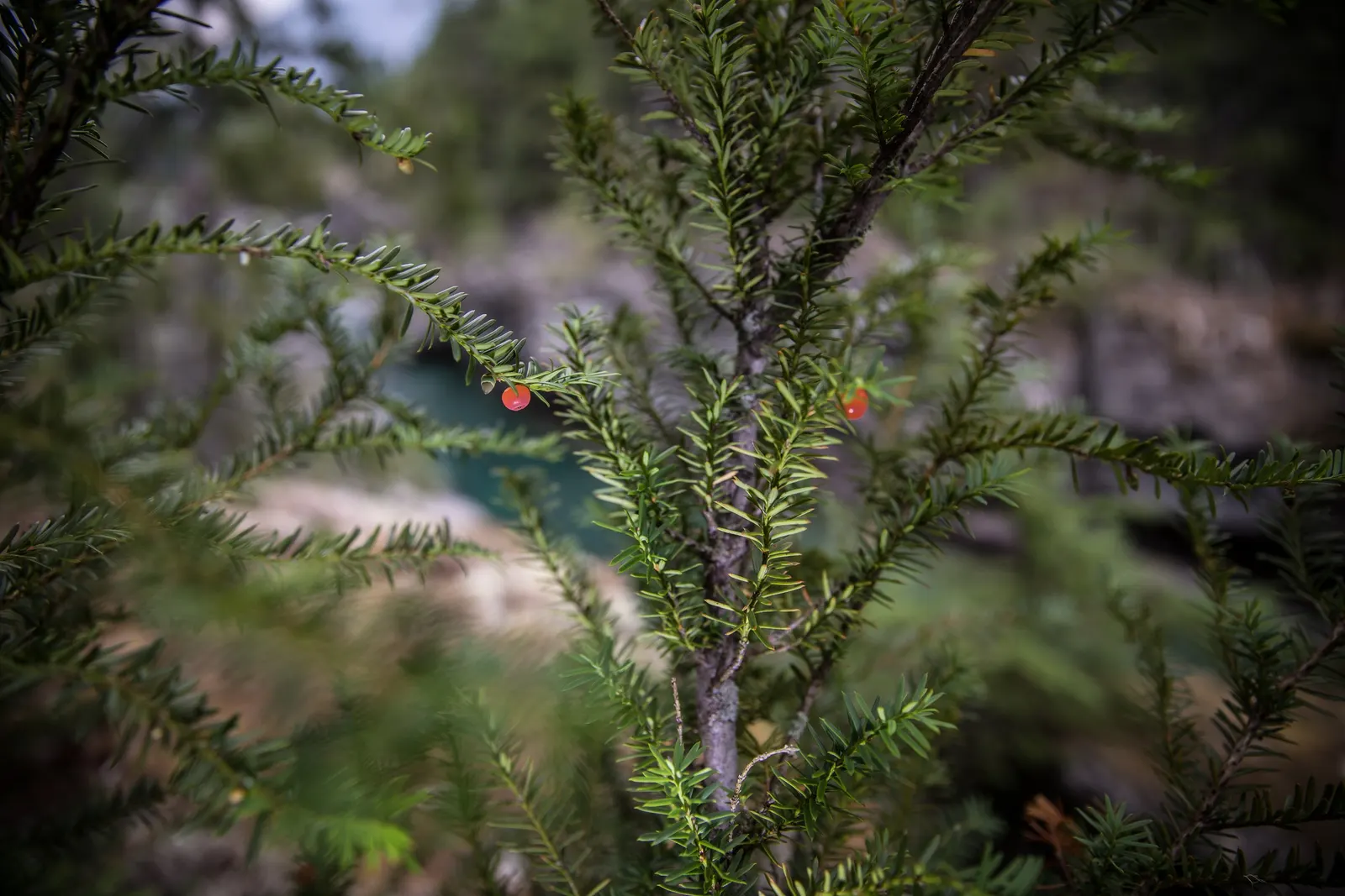Pacific Yew (Taxus Brevifolia) — meaning individual trees are either male or female