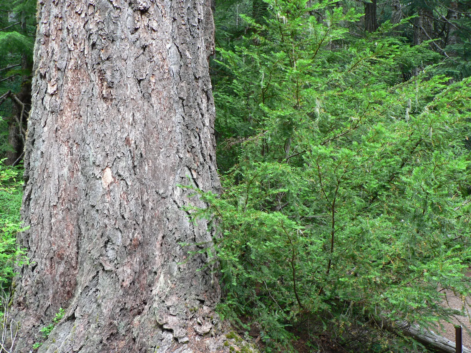 Pacific Yew (Taxus Brevifolia) — except the flesh of the aril