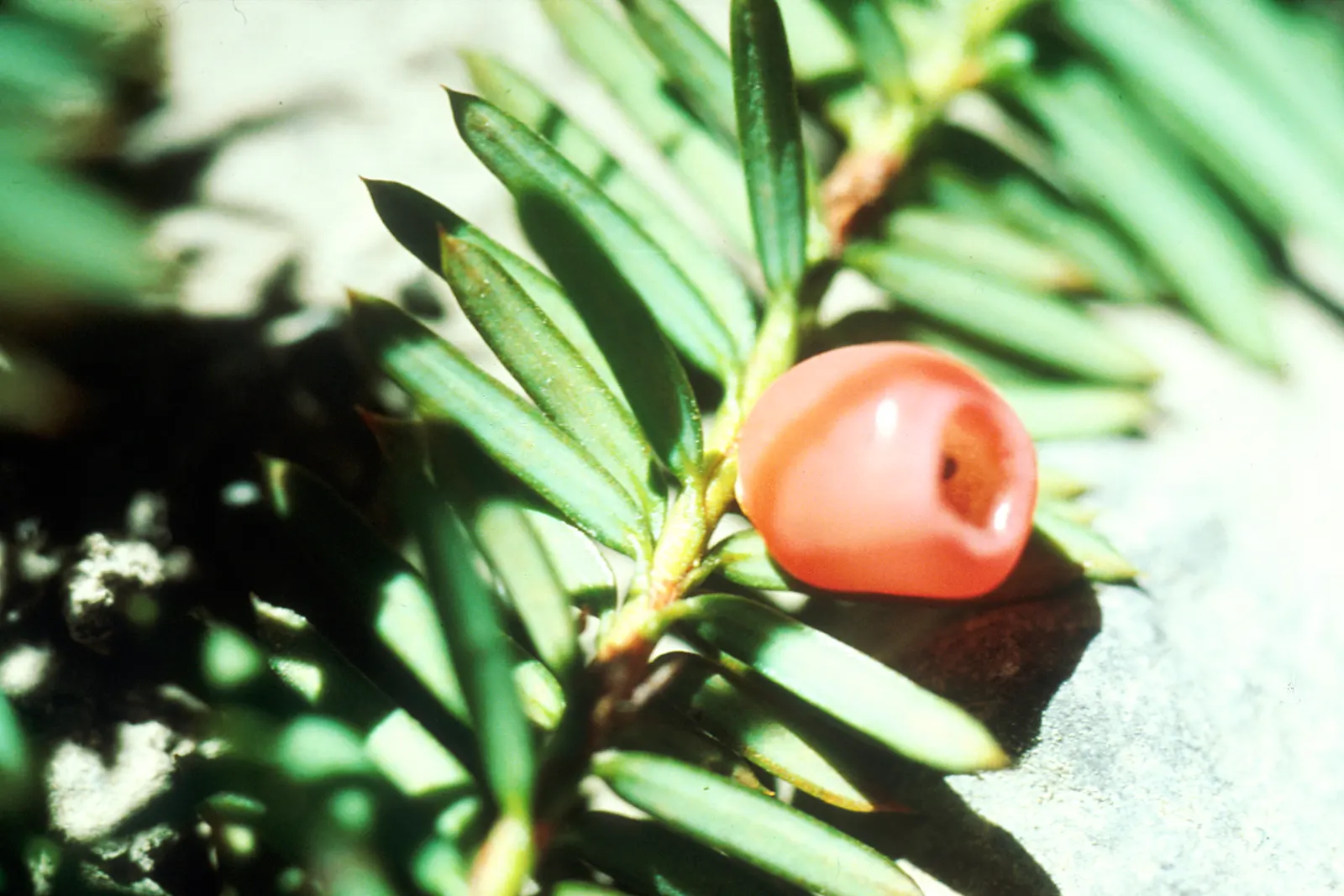 Pacific Yew (Taxus Brevifolia) — the Pacific Yew is an excellent choice for residential gardens looking to incorporate native