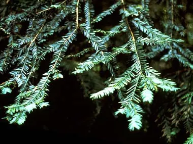 Pacific Yew (Taxus Brevifolia) — esteemed for its elegant form and richly hued foliage