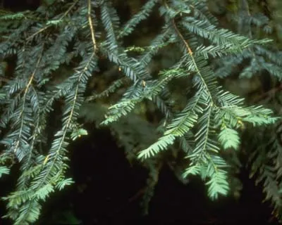 Pacific Yew (Taxus Brevifolia) — needle-like leaves that are about 1 inch long