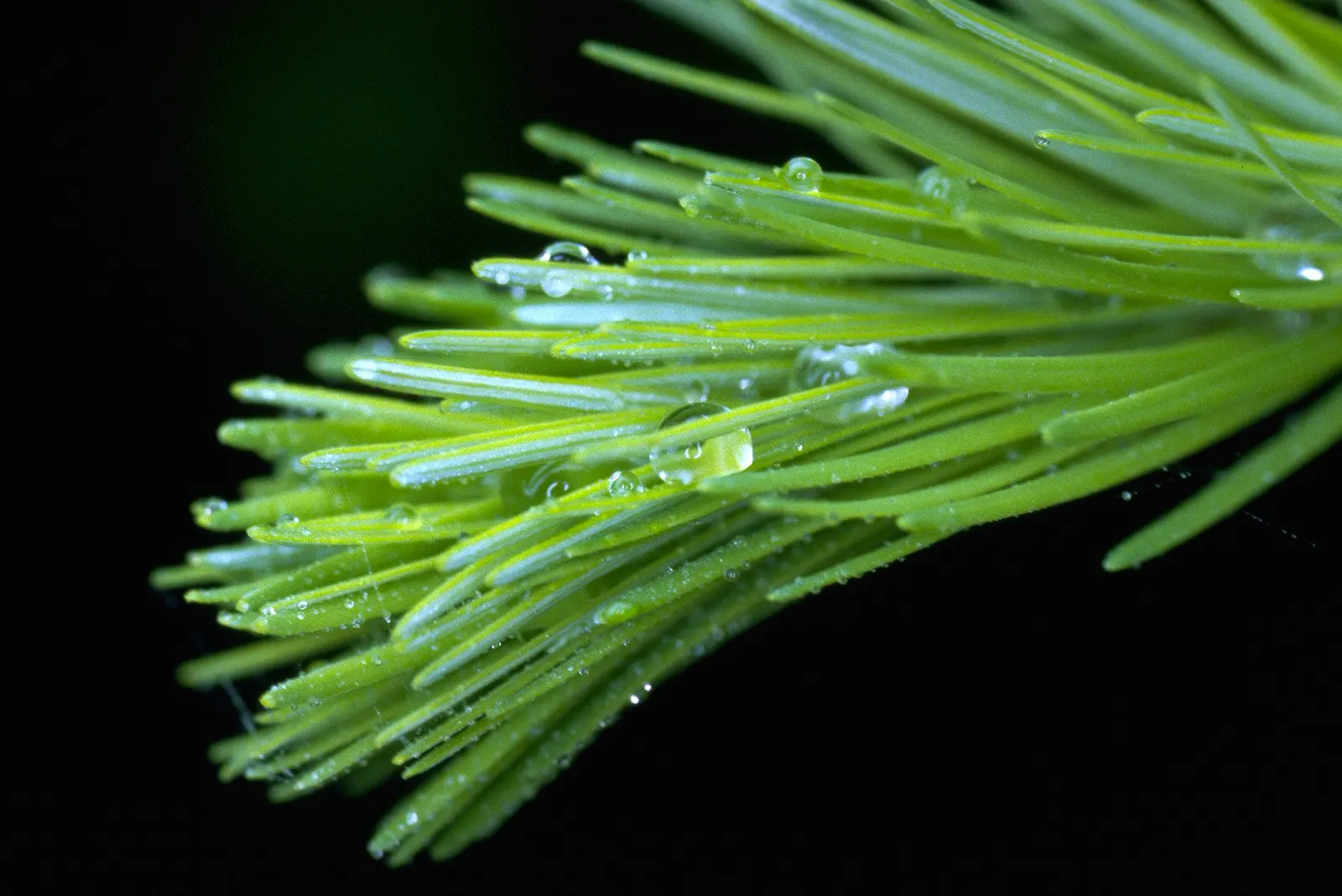 Pacific Yew (Taxus Brevifolia) — It sports dark green needles and bears red, berry-like fruits; making it versatile for landscape design