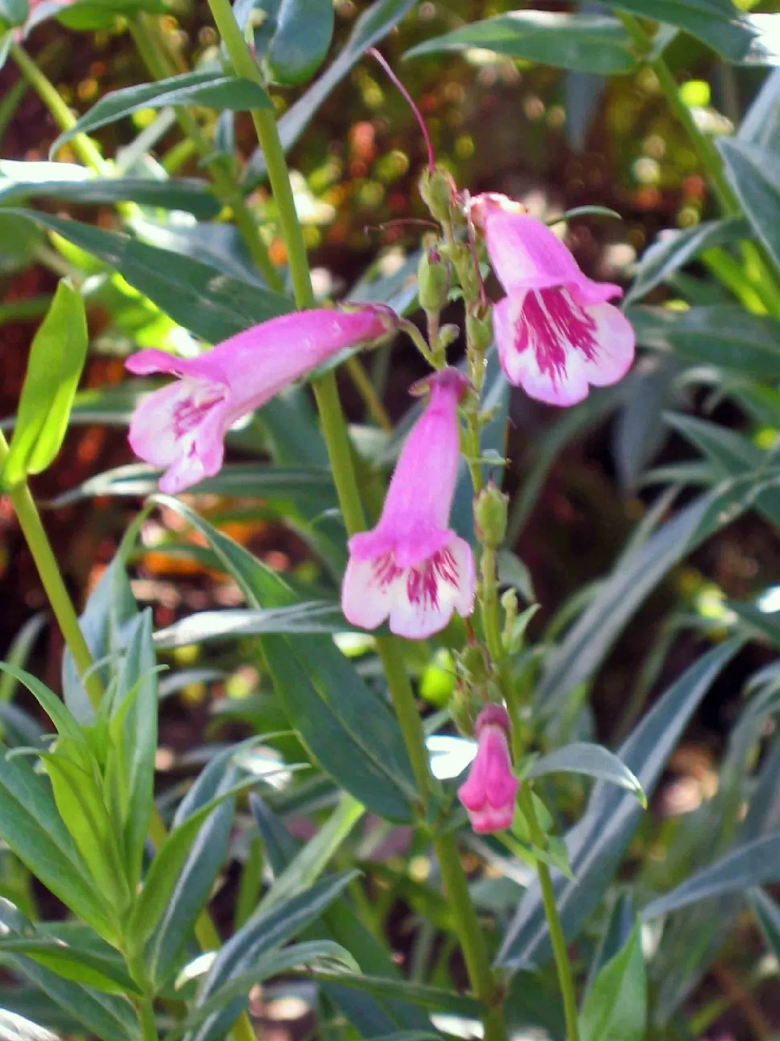 Hidcote Pink Penstemon (Penstemon 'Hidcote Pink') — The Penstemon 'Hidcote Pink', a striking perennial, showcases tubular pink blooms atop slender, 2-3 foot