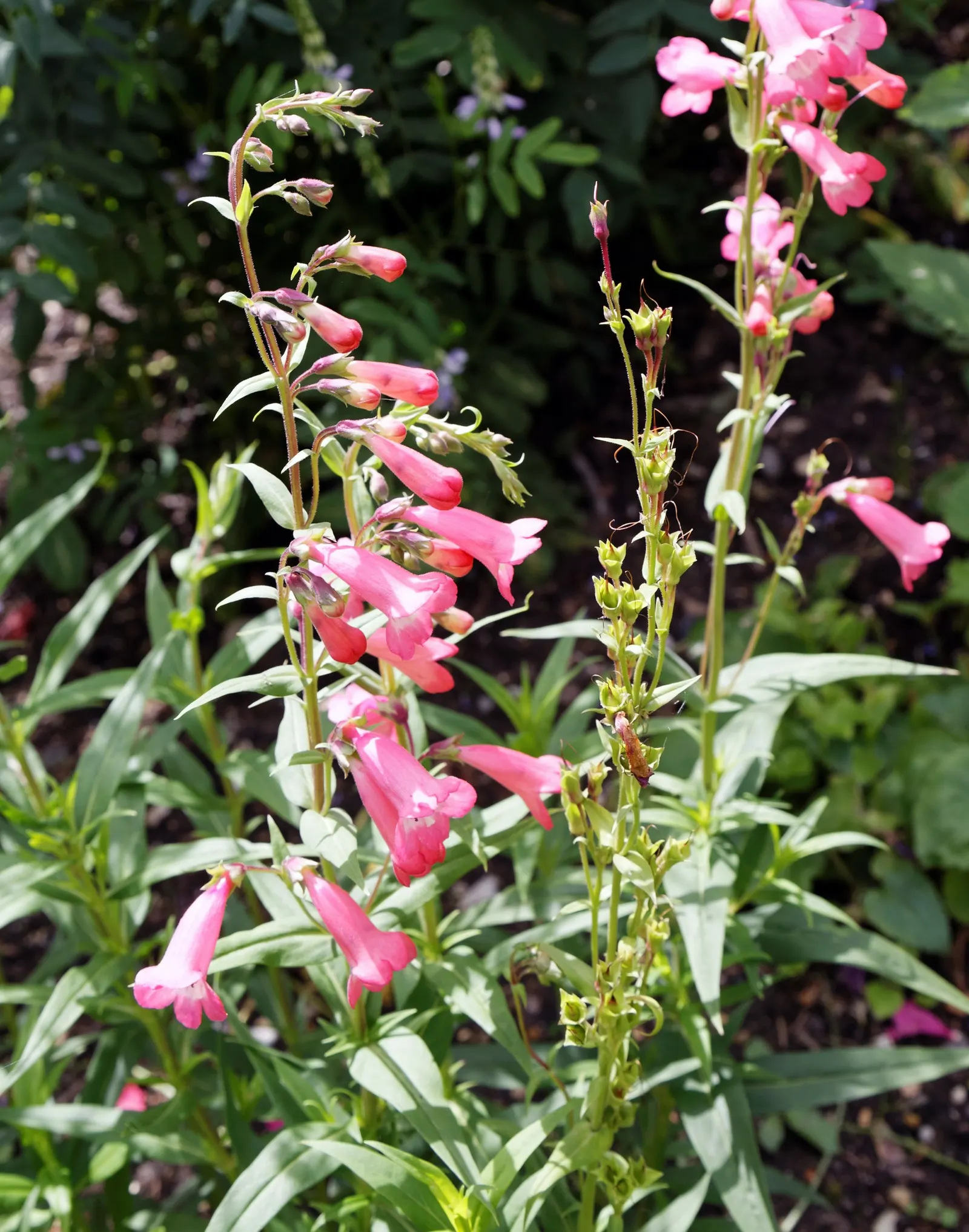 Hidcote Pink Penstemon (Penstemon 'Hidcote Pink') — Blooming from early to midsummer