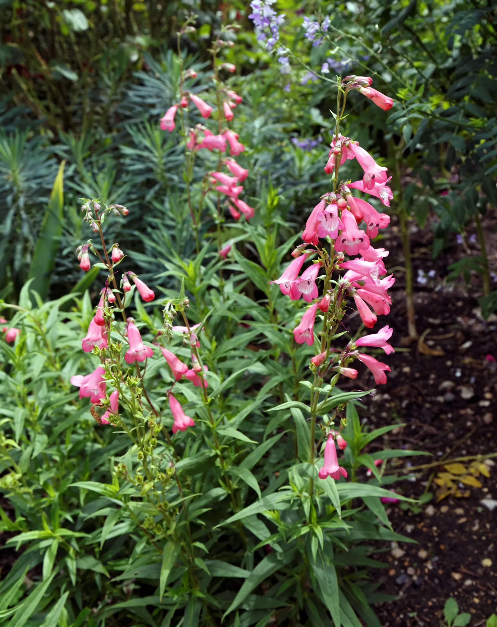 Hidcote Pink Penstemon (Penstemon 'Hidcote Pink') — Ideal in USDA zones 3-8, it thrives in full sun to partial shade, in well-drained soil
