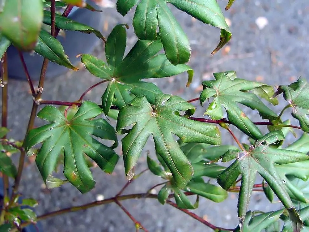 Bloodgood Japanese Maple (Acer Palmatum 'Bloodgood') — is an exemplary choice for a focal point in any landscape design