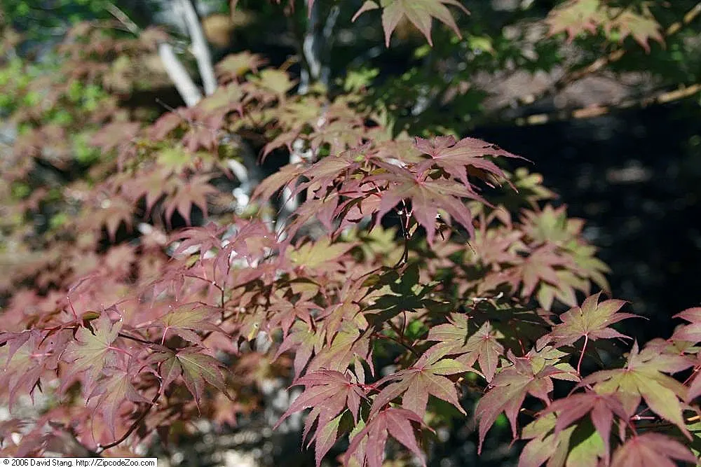 Bloodgood Japanese Maple (Acer Palmatum 'Bloodgood') — purplish-red leaves that maintain their vibrant color throughout the growing season